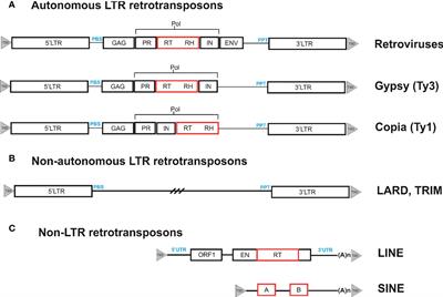 The power of retrotransposons in high-throughput genotyping and sequencing